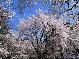 Great Tips for Cherry Tree Sakura Hanami Viewing from Deep Japan. images