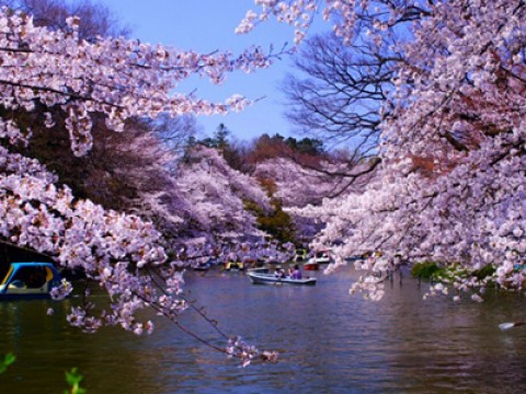 Spring for HANAMI (cherry blossom viewing) has come !! images