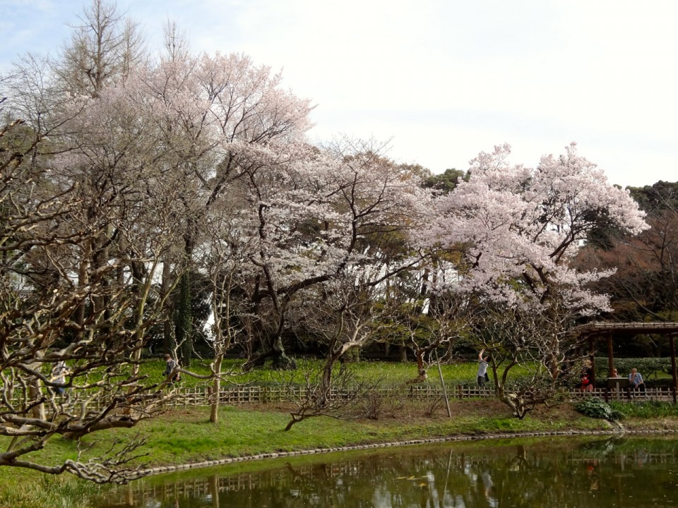cherry blossoms at the end of March