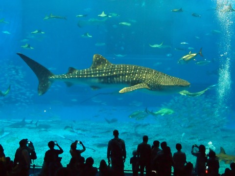 Okinawa Churaumi Aquarium images