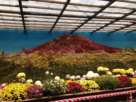Japanese Chrysanthemums, A Wonderful Sight To See During Your Visit in Japan images