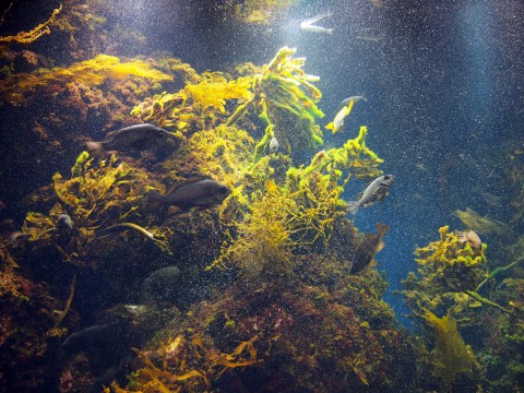 Visit Enoshima Aquarium when you visit Enoshima Island images