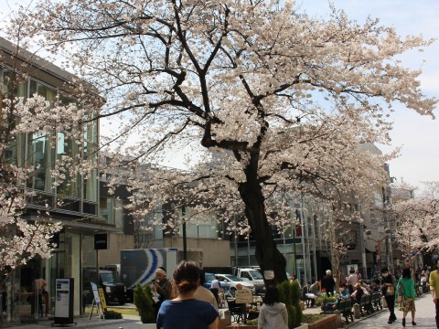 Sakura in Jijyugaoka and Tokyo Institute of Technology images