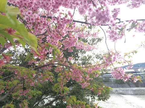 Enjoy the cherry blossoms images