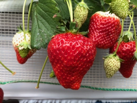 Strawberry picking season 2021! images