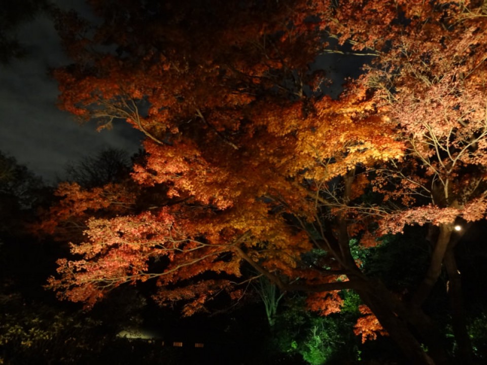 Japanese maple turning autumn red