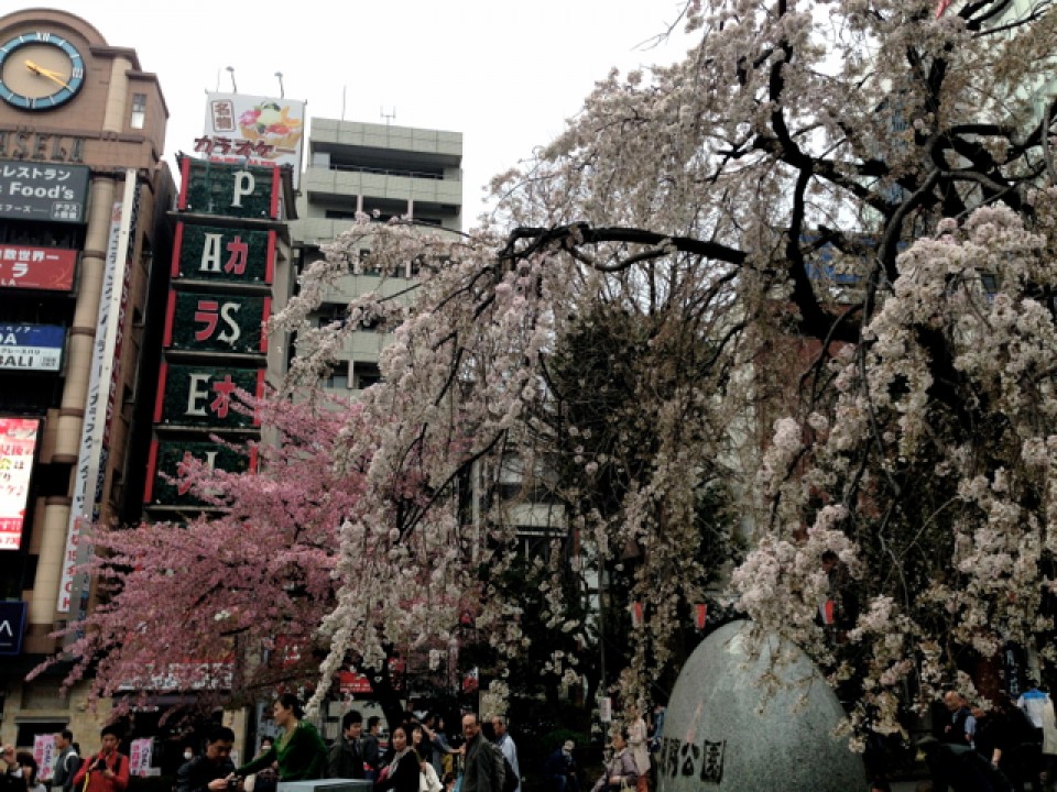 Ueno Park in full bloom