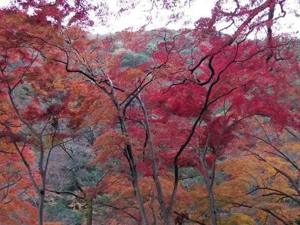 Minoh’s beautiful autumn maple leaves.