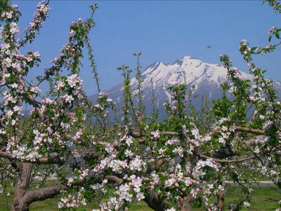 Apple Blossoms in Aomori