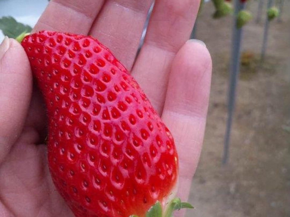 Big Japanese strawberry!