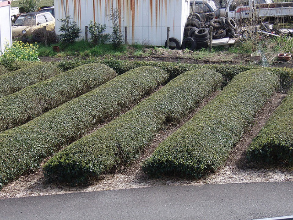 This picture doesn't have a fan, but now you know what tea trees look like.