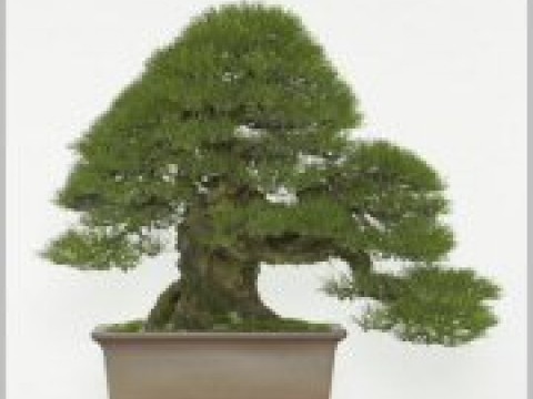 Best place to see Bonsai in Tokyo! images