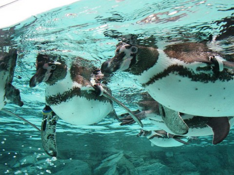 100 Penguins Play in Tokyo, Japan images