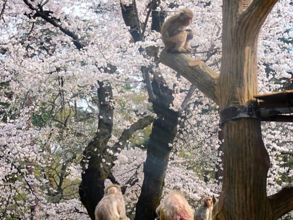 Inokashira Park Zoo: Monkeys and Hanami
